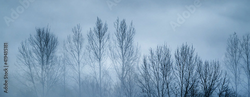Mystical landscape of leafless trees growing in forest against gray foggy sky in evening