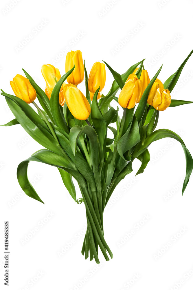 Bouquet of yellow tulips on a white background. Bouquet of yellow tulips on a white background.