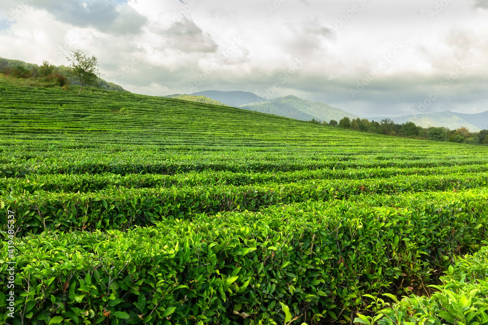Tea plantation field row on mountain background at cloudy day