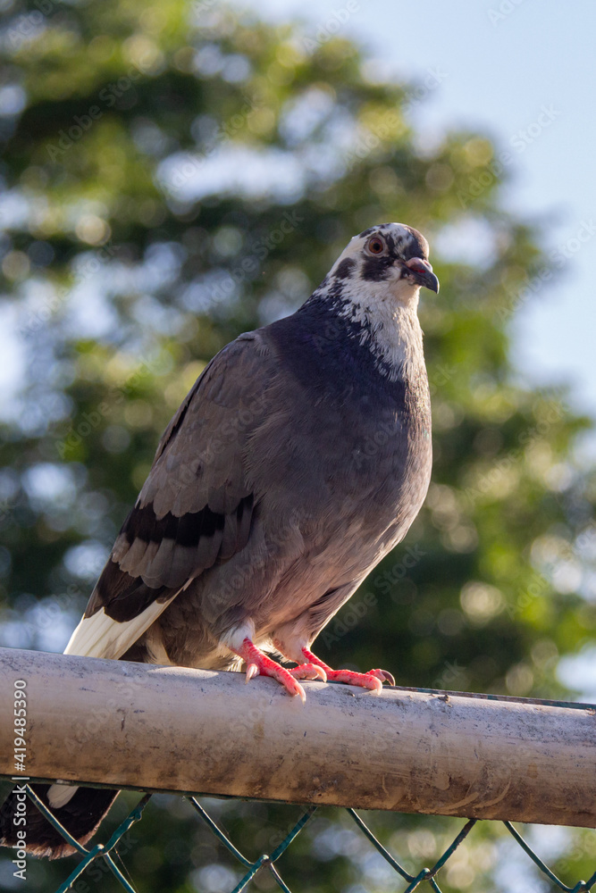 Close-up of a pigeon dove sitting on a fence against a background of trees on a sunny day Close-up of a pigeon dove sitting on a fence against a background of trees on a sunny day