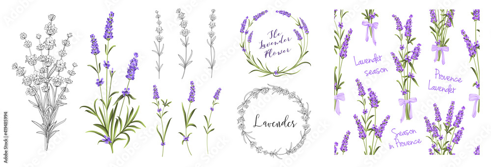 Set of differents lavender elements on white background.