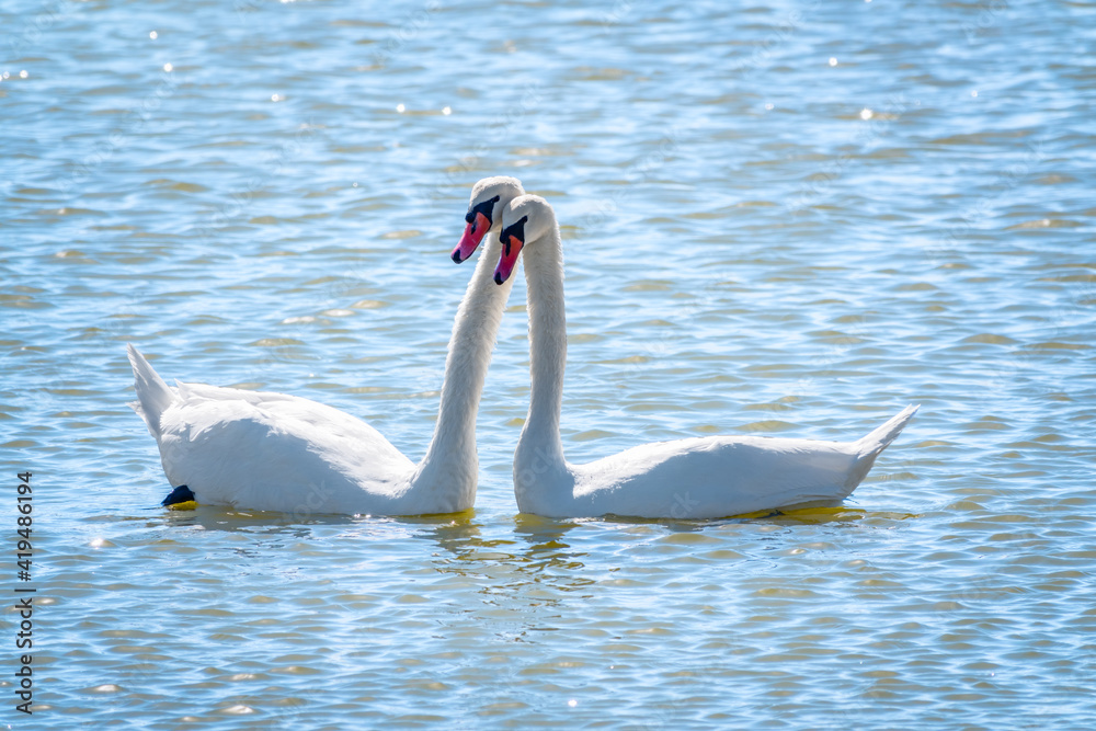 Obraz premium Mating games of a pair of white swans. Swans swimming on the water in nature. Valentine's Day background