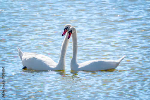 Fototapeta Naklejka Na Ścianę i Meble -  Mating games of a pair of white swans. Swans swimming on the water in nature. Valentine's Day background