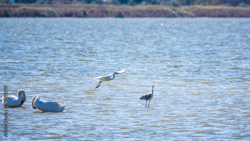 Graceful water birds, white Swan and white and grey herons swimming in the lake. © Dmitrii Potashkin