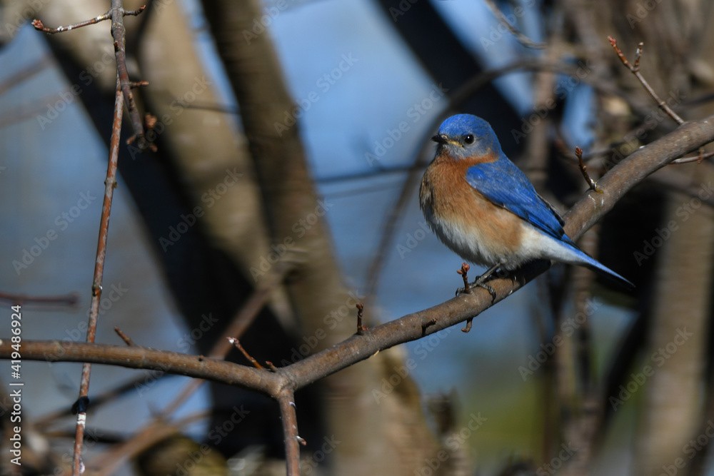 bluebird