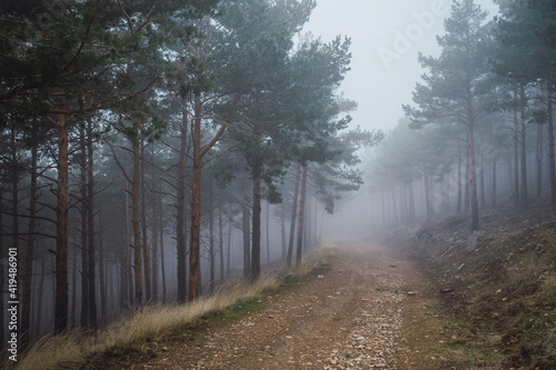 Picturesque scenery of woods with sandy pathway surrounded by coniferous trees on gloomy day