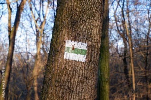 green sign for local hiking trails on a tree in a Hungarian forest in Budapest suburb in winter