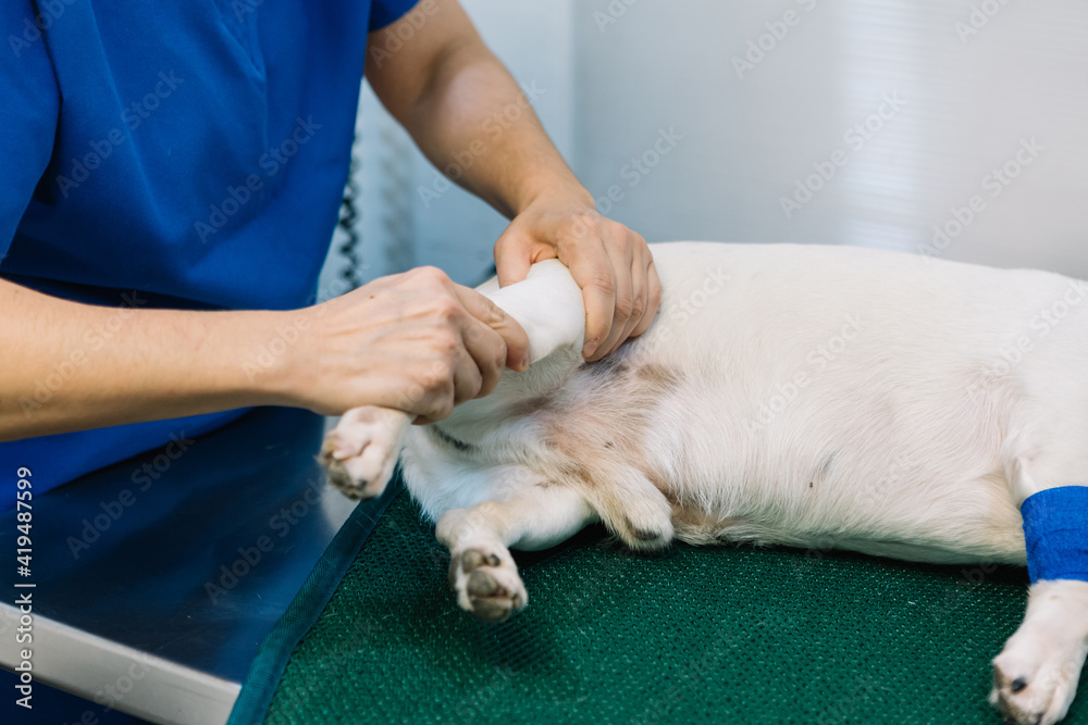 Side view high angle of female vet doctor examining paw of dog lying on medical table in clinic before surgery Side view high angle of female vet doctor examining paw of dog lying on medical table in clinic before surgery