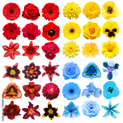Big collection of various head flowers yellow, purple, blue and red isolated on white background