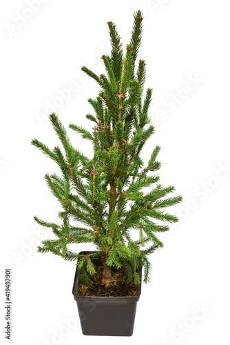 Picea abies in pot isolated on white background. Conifers. Christmas tree. New Year. Flat lay, top view
