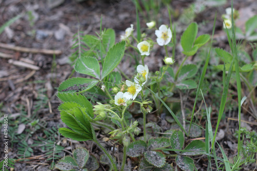 Strawberry inflorescences growing in the soil