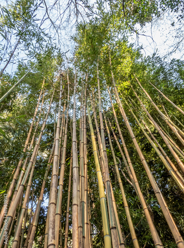 Bambous hauts vers le ciel