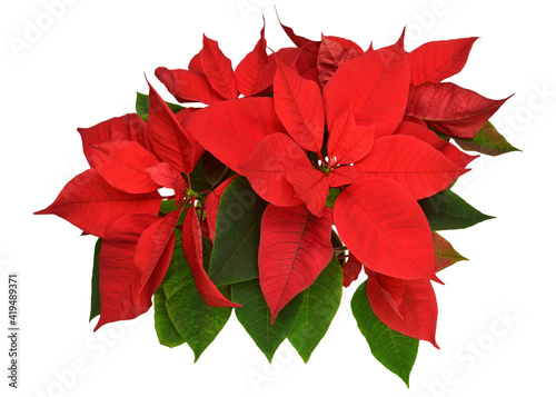 Red christmas poinsettia flowers isolated on white background. Beautiful composition for advertising and packaging design in the business. Flat lay, top view