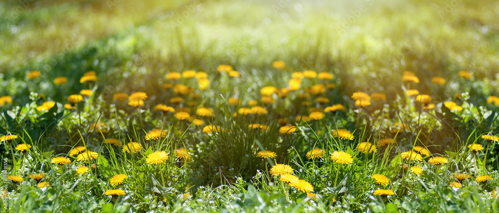 spring background panorama of yellow dandelions, a meadow with spring flowers, the sun's rays make their way through the trees