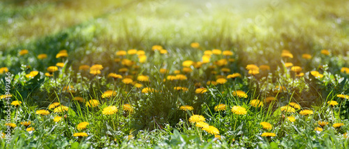 spring background panorama of yellow dandelions  a meadow with spring flowers  the sun s rays make their way through the trees