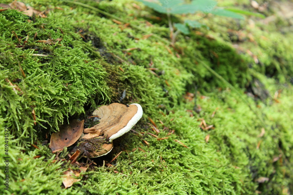 Obraz premium green moss on the ground