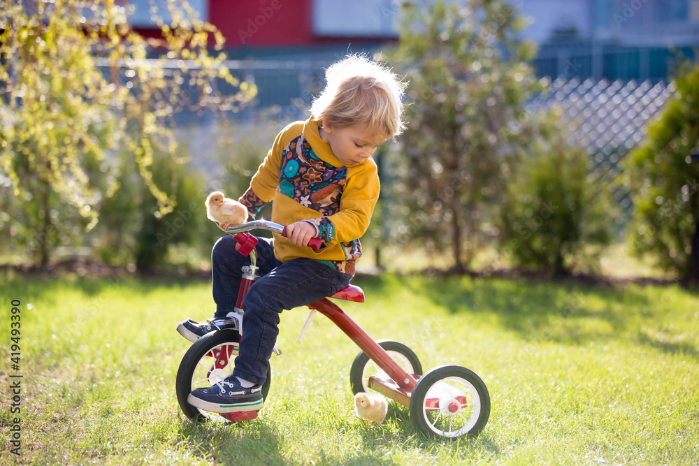 Sweet cute blond child, toddler boy, riding tricycle with little chicks in garden, playing with baby birds Sweet cute blond child, toddler boy, riding tricycle with little chicks in garden, playing with baby birds