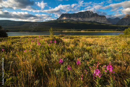 summer wild flowers blooming with the rugged mountains on the background in Glacier National Park.