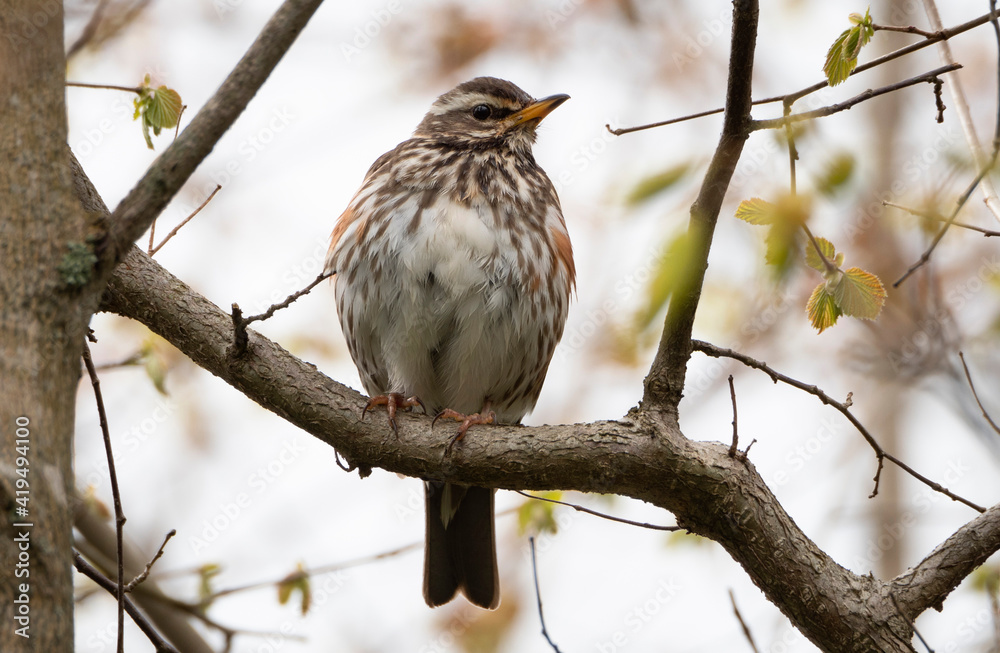 Thrush sits on the tree Thrush sits on the tree