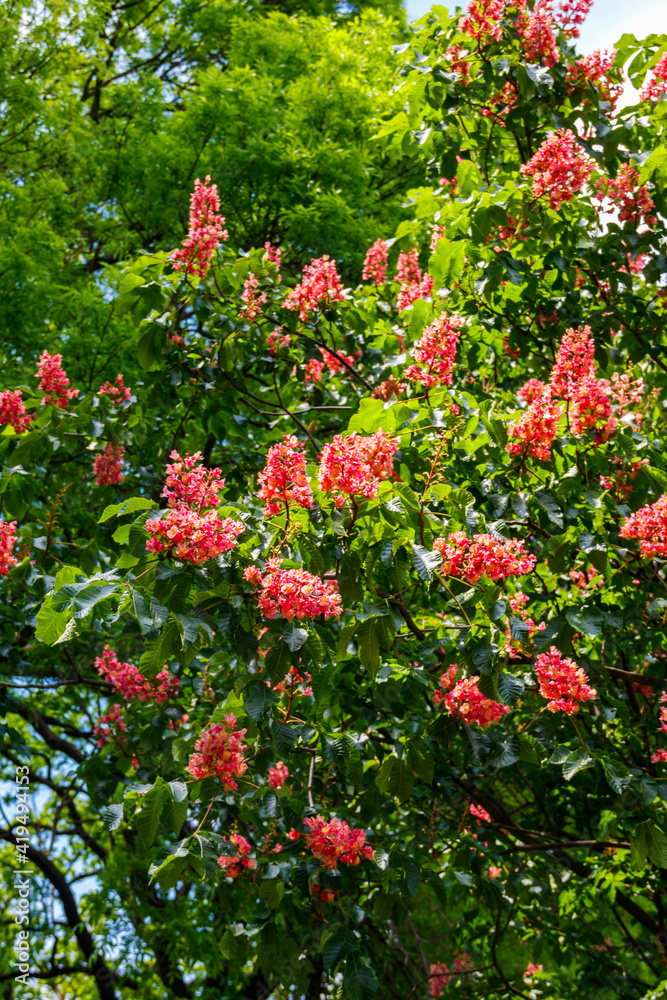 Blooming red horse-chestnut (Aesculus × carnea) at spring