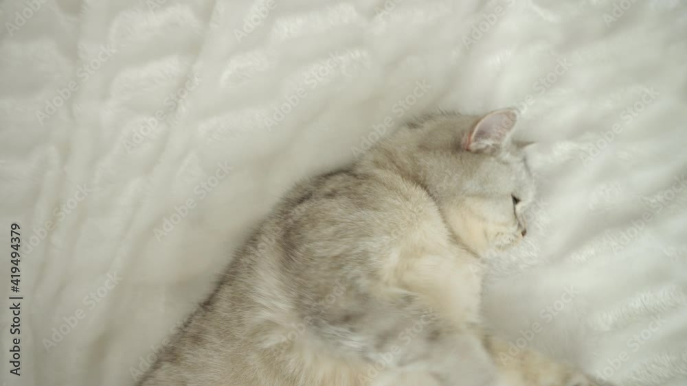 Kitty fluffy breed of Scottish.Funny gray kitten. Kitty fluffy breed of Scottish.Funny gray kitten.