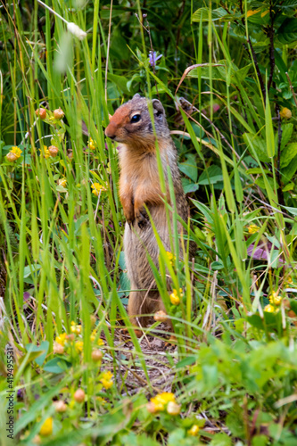 Columbian ground squirrel in its natural habitat in the meadows of Glacier National Park in Montana
