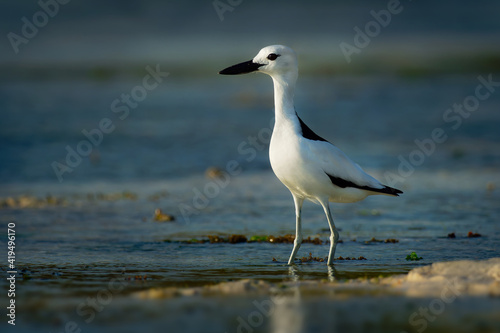 Crab-plover or Crab Plover - Dromas ardeola black and white bird related to the waders  own family Dromadidae  blue ocean with green seaweed and sandy beach  thick beak  calling