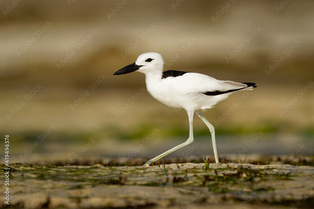 Crab-plover or Crab Plover - Dromas ardeola black and white bird related to the waders, own family Dromadidae, blue ocean with green seaweed and sandy beach, thick beak, calling Crab-plover or Crab Plover - Dromas ardeola black and white bird related to the waders, own family Dromadidae, blue ocean with green seaweed and sandy beach, thick beak, calling