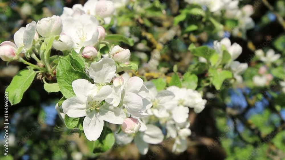 Blooming apple trees in the spring garden.
Blooming apple trees in the spring garden.