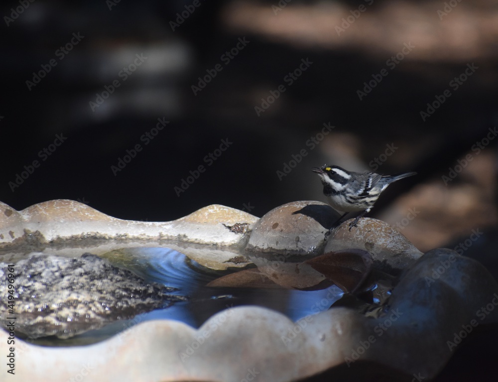 Naklejka premium Black-throated Gray Warbler on birdbath