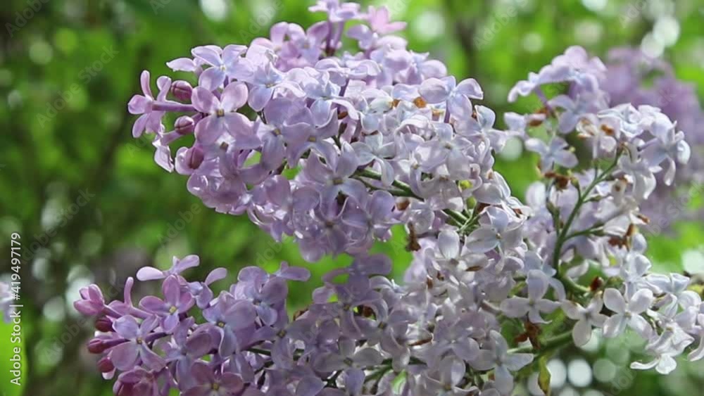 Blossoming lilacs, a nature background.
Blossoming lilacs, a nature background.