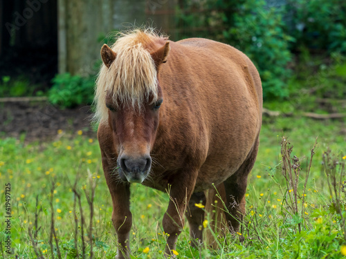 horse in a field or paddock brown horse with blonde mane © Paul