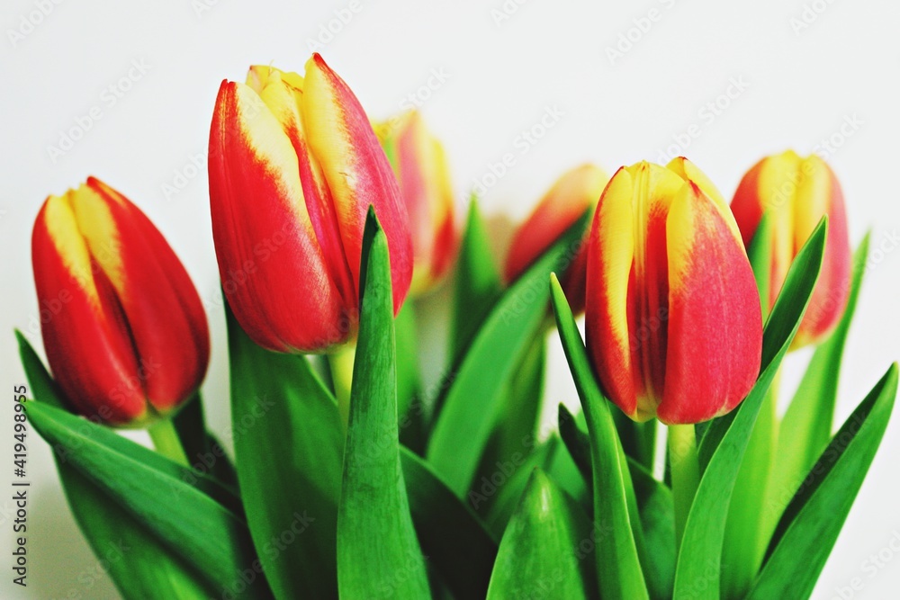 Detailed view of multiple tullips in white background. Detailed view of multiple tullips in white background.