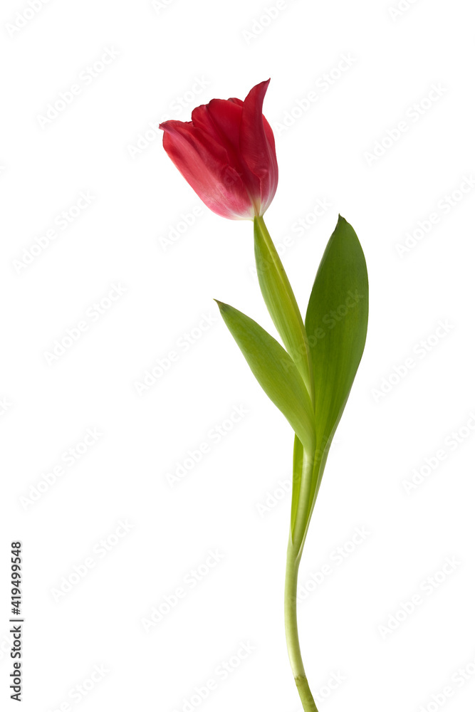 Red tulip with leave isolated on white background Red tulip with leave isolated on white background