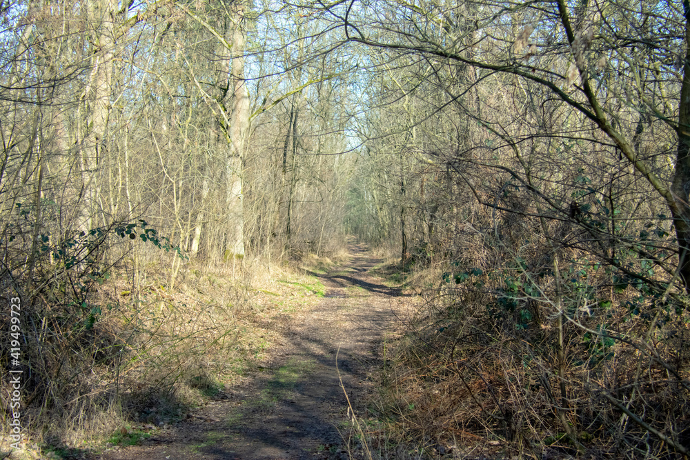 Hiking path meadow landscape in Doeberitzer heide Brandenburg Germany Hiking path meadow landscape in Doeberitzer heide Brandenburg Germany