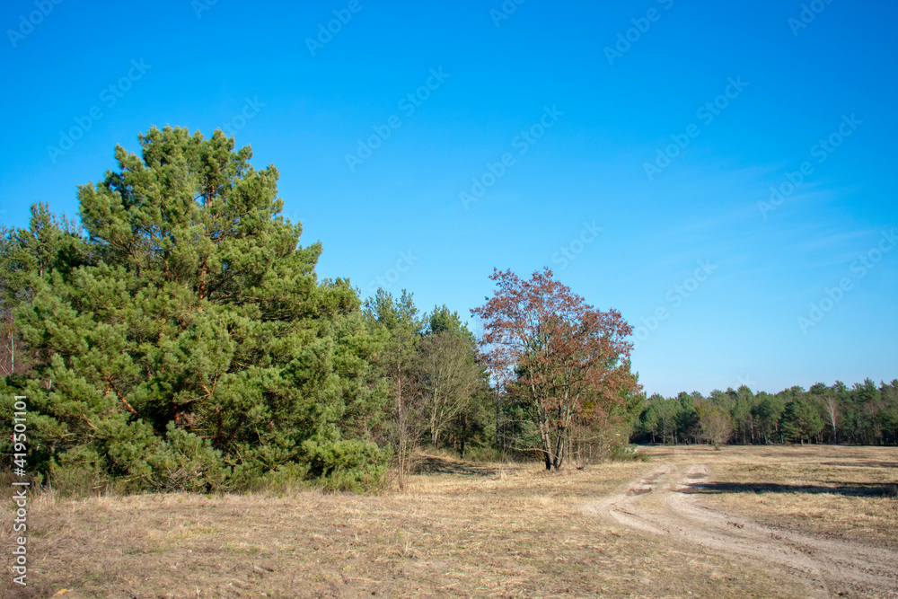 Meadow landscape on a sunny day in Doeberitzer heide Brandenburg Germany Meadow landscape on a sunny day in Doeberitzer heide Brandenburg Germany