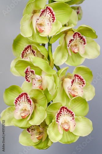 A branch of green cymbidium orchids close up.