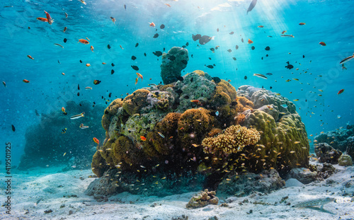 Fototapeta Naklejka Na Ścianę i Meble -  A colorful underwater reef with vibrant, tropical fish in the Maldives, Indian Ocean