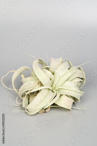 Succulent tillandsia xerographica in the hands of a close-up. photo