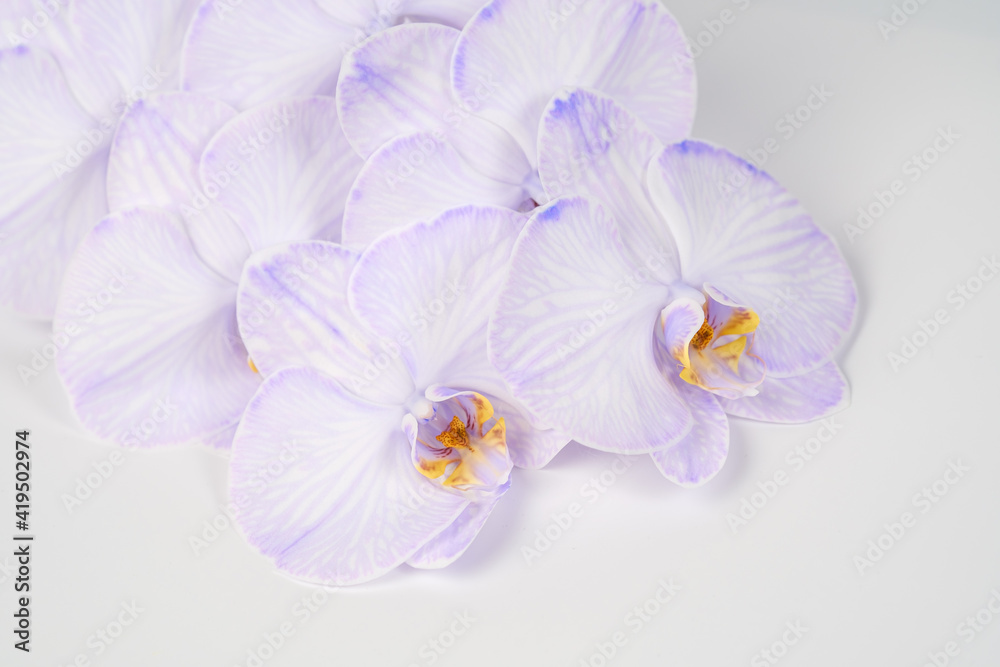 A beautiful branch of purple orchid on a white and gray background.