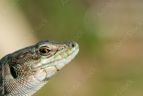 Macro view of Italian lizard face and eyes,reptile skin,Podarcis siculus,animals