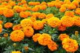 yellow and orange marigold flowers close up in the park