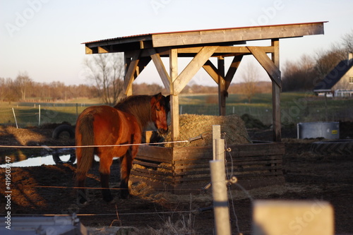 horse in a farm