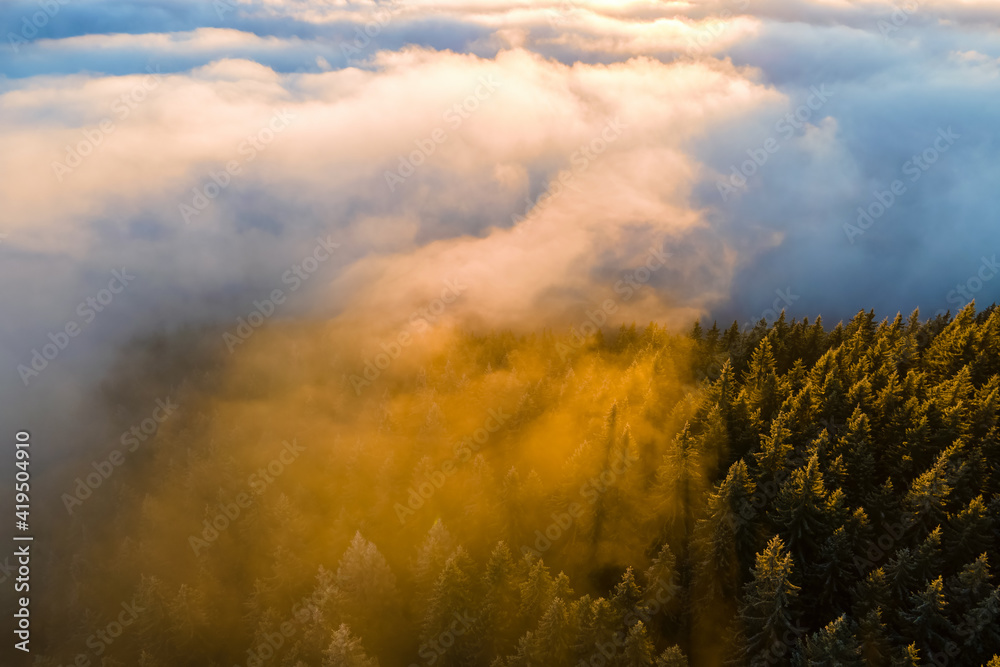 Aerial view of dense green pine forest with canopies of spruce trees in autumn mountains.