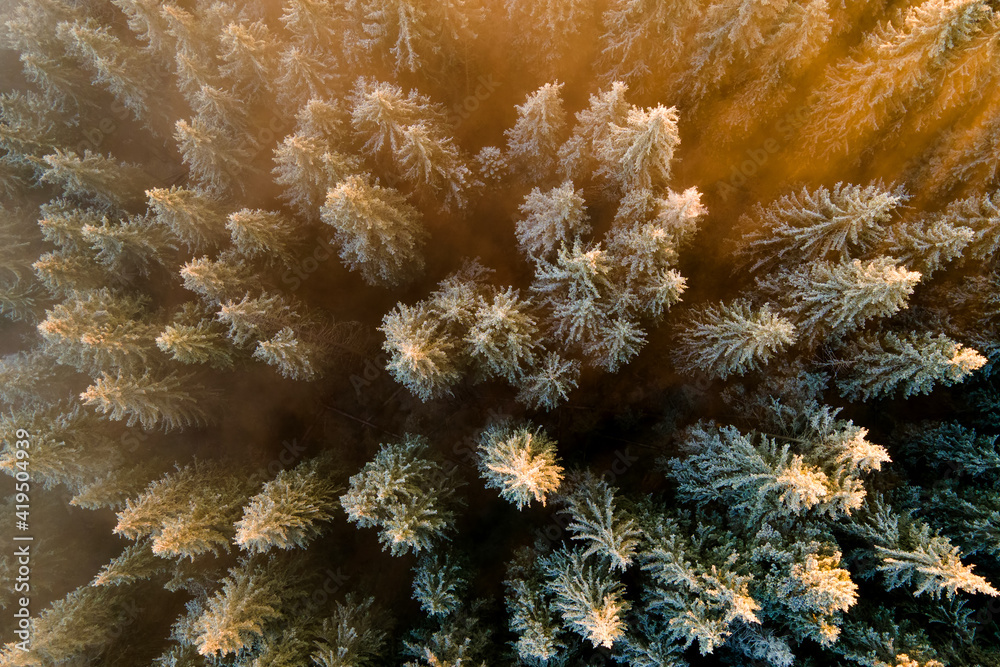 Obraz premium Aerial view of dense green pine forest with canopies of spruce trees in autumn mountains.