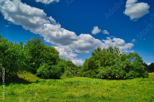 Summer rural landscape, meadow with wildflowers, landscape with trees and clouds, grass and blue sky