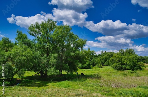 Summer rural landscape, meadow with wildflowers, landscape with trees and clouds, grass and blue sky