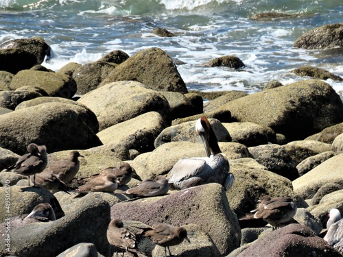 Pelican and birds on the rocks