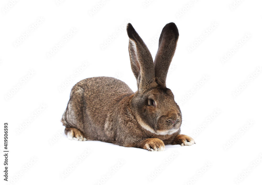 Fototapeta premium Purebred rabbit Belgian Giant on white cloth against white background