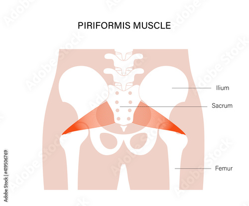 Pelvis bones and muscle 